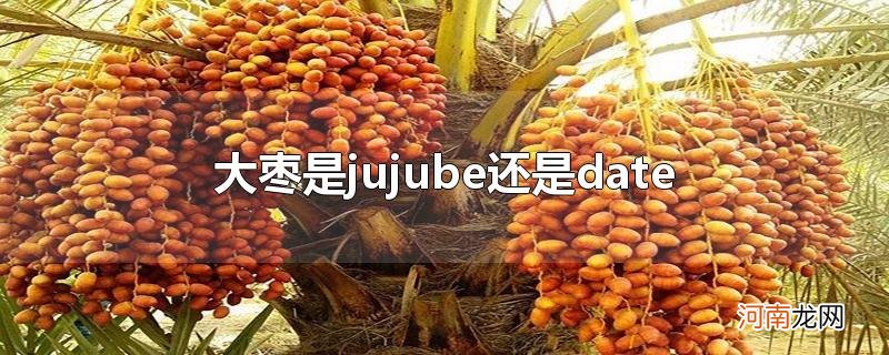 大枣是jujube还是date