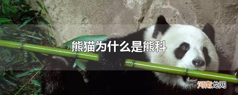 熊猫为什么是熊科