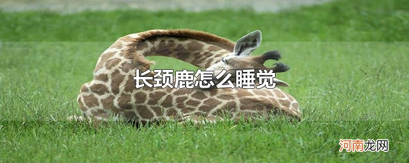 长颈鹿怎么睡觉