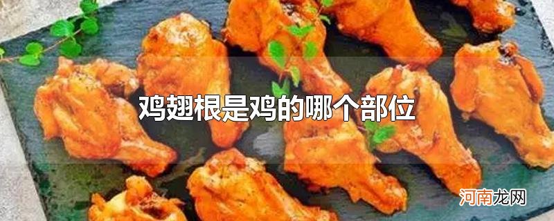 鸡翅根是鸡的哪个部位