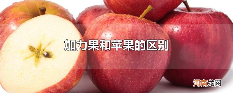 加力果和苹果的区别