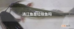 清江鱼是垃圾鱼吗