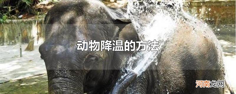 动物降温的方法