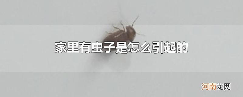 家里有虫子是怎么引起的