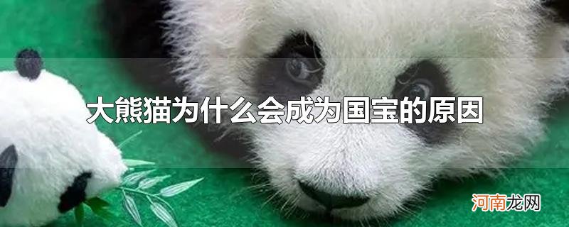 大熊猫为什么会成为国宝的原因