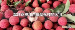 黑叶荔枝和白糖罂荔枝的区别