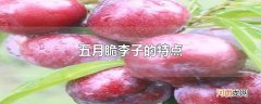 五月脆李子的特点