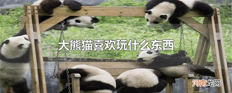 大熊猫喜欢玩什么东西