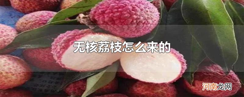 无核荔枝怎么来的