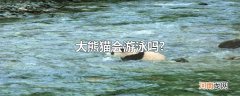 大熊猫会游泳吗?