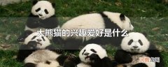 大熊猫的兴趣爱好是什么