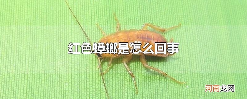 红色蟑螂是怎么回事