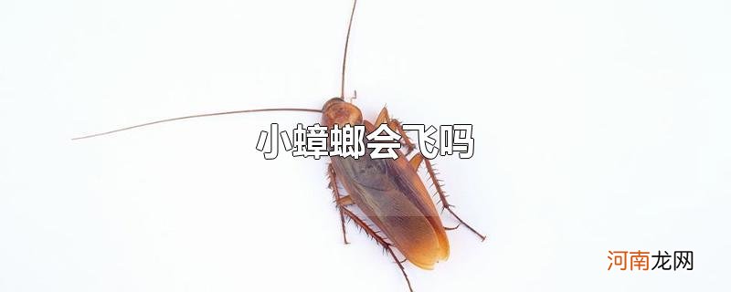 小蟑螂会飞吗