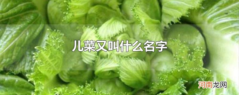 儿菜又叫什么名字