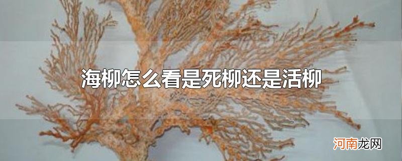 海柳怎么看是死柳还是活柳