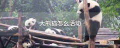 大熊猫怎么活动
