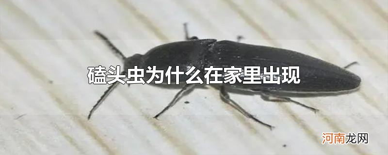 磕头虫为什么在家里出现