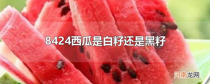 8424西瓜是白籽还是黑籽