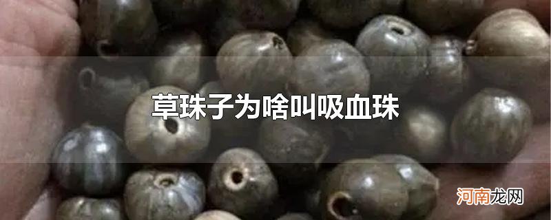 草珠子为啥叫吸血珠