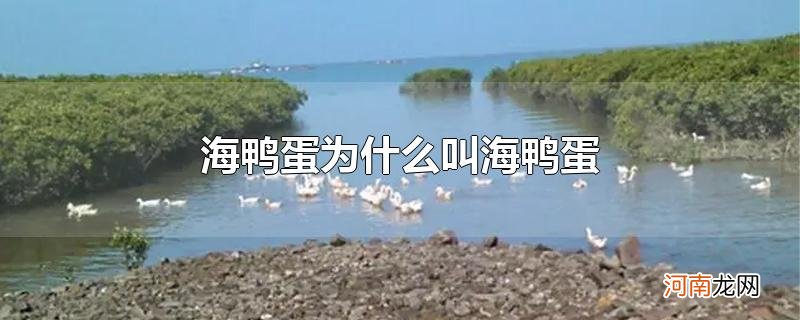 海鸭蛋为什么叫海鸭蛋