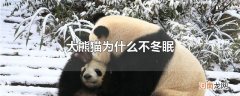大熊猫为什么不冬眠