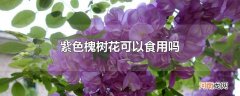 紫色槐树花可以食用吗