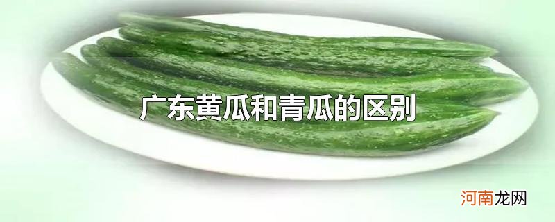 广东黄瓜和青瓜的区别