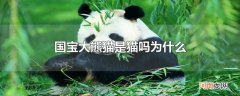 国宝大熊猫是猫吗为什么