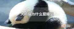 大熊猫为什么爱睡觉