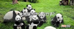 大熊猫为什么吃竹子?