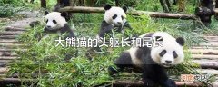 大熊猫的头躯长和尾长