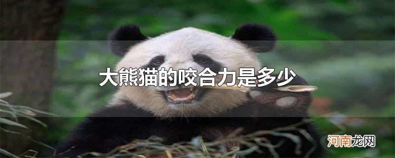 大熊猫的咬合力是多少