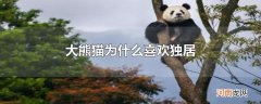 大熊猫为什么喜欢独居