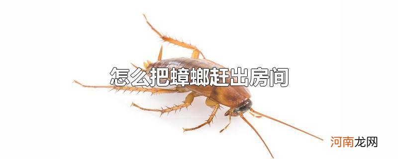 怎么把蟑螂赶出房间