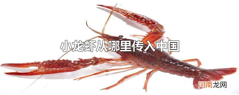 小龙虾从哪里传入中国