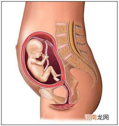 怀孕5个月肚子有这么大 怀孕5个月胎儿有多大