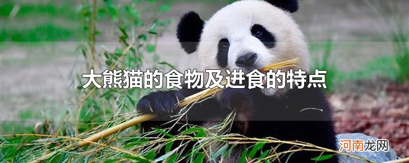 大熊猫的食物及进食的特点