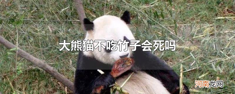 大熊猫不吃竹子会死吗