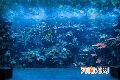 水族馆名称大全 水族馆起名叫什么好