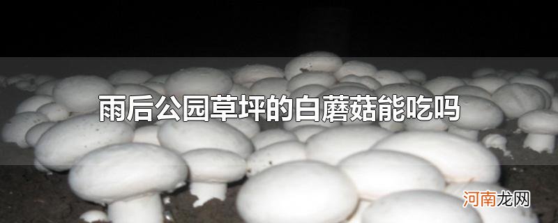 雨后公园草坪的白蘑菇能吃吗