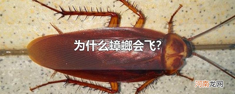 为什么蟑螂会飞?