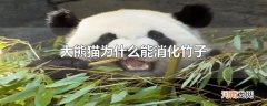 大熊猫为什么能消化竹子