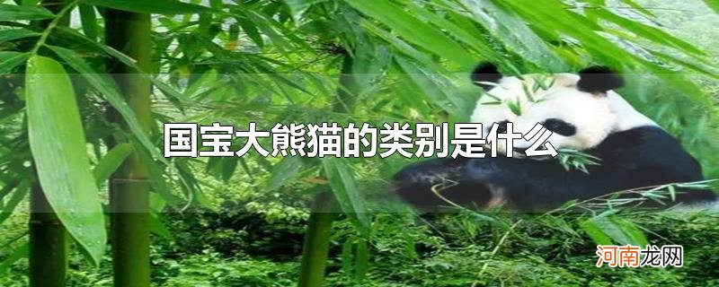 国宝大熊猫的类别是什么