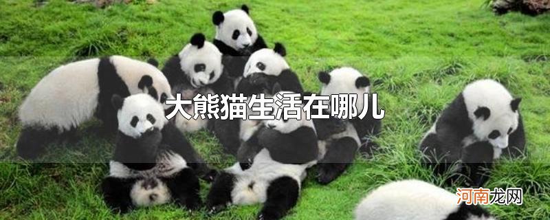 大熊猫生活在哪儿