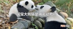 国宝大熊猫是哺乳动物吗
