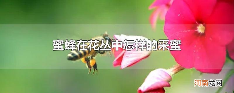 蜜蜂在花丛中怎样的采蜜