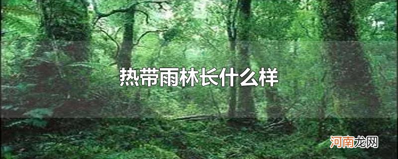 热带雨林长什么样