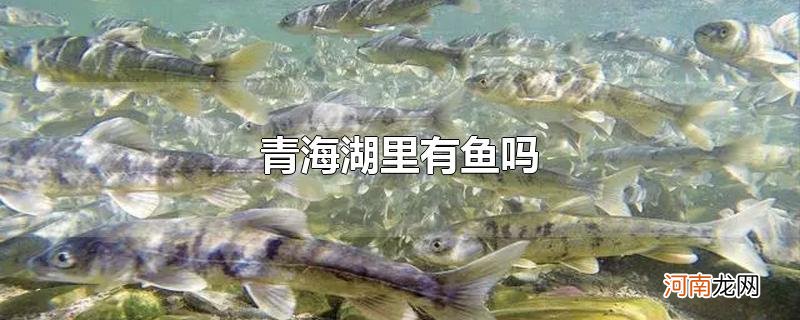 青海湖里有鱼吗