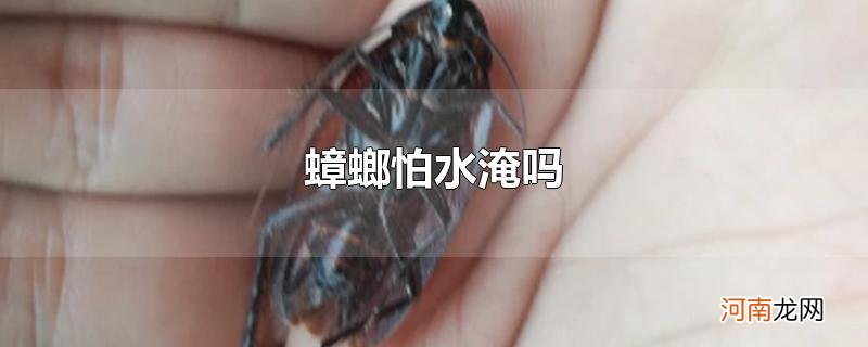 蟑螂怕水淹吗