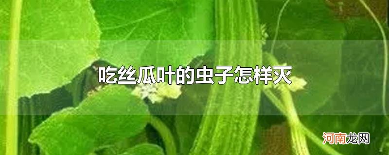 吃丝瓜叶的虫子怎样灭